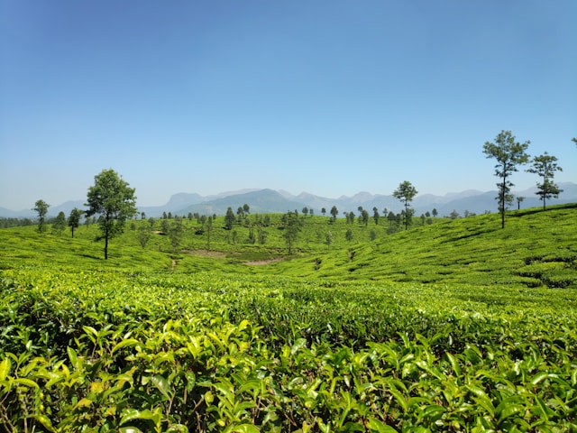 Chai Farm – Njombe