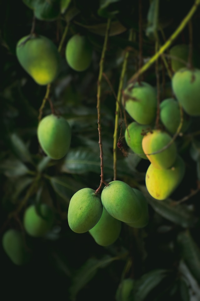 Mango Farm – Bagamoyo