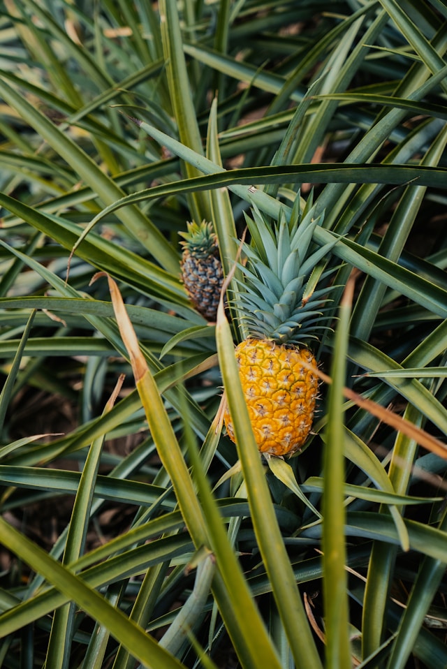 Pineapple Farm – Msata, Bagamoyo