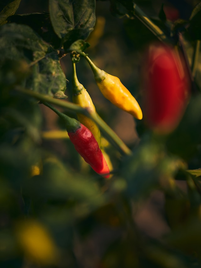 Spice Farm – Tanga